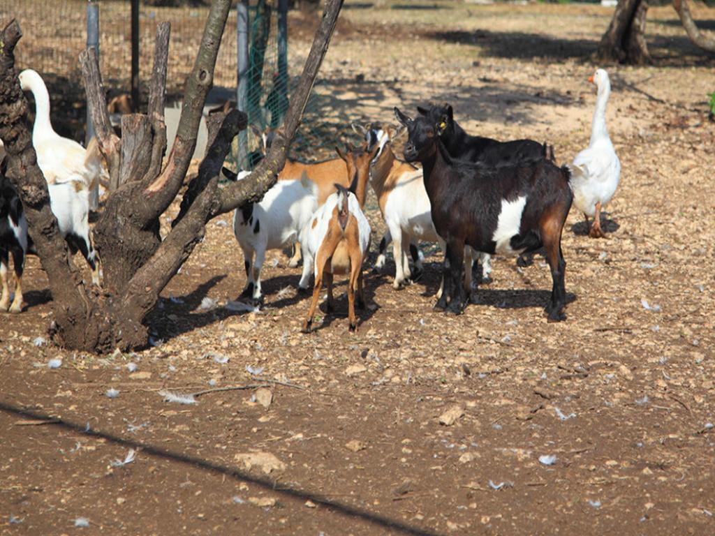 Tenuta Lama Gorga Trani Εξωτερικό φωτογραφία